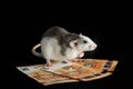 The colored rat is on the euro banknotes. Mouse and money isolated on a black background Royalty Free Stock Photo