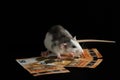 The colored rat is on the wallet. Mouse and euro isolated on black background. Greedy rodent steals paper money Royalty Free Stock Photo