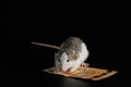 The colored rat is on the wallet. Mouse and euro isolated on black background. Greedy rodent steals paper money Royalty Free Stock Photo