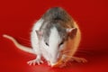 Colored rat isolated on a red background. Close-up portrait of a mouse. A rodent holds a piece of cheese in its paws