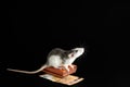 The colored rat is on the wallet. Mouse and euro isolated on black background. Greedy rodent steals paper money Royalty Free Stock Photo