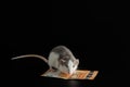 The colored rat is on the wallet. Mouse and euro isolated on black background. Greedy rodent steals paper money Royalty Free Stock Photo