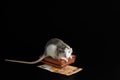 The colored rat is on the wallet. Mouse and euro isolated on black background. Greedy rodent steals paper money Royalty Free Stock Photo