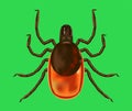 Colored realistic vector illustration of encephalitis tick on a green background.