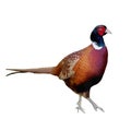 The colored vector illustration of pheasant walking on ground  in white background Royalty Free Stock Photo