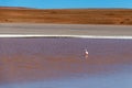 Colored Red Altiplanic Lagoon, a shallow saline lake in the southwest of the Altiplano of Bolivia