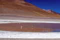 Colored Red Altiplanic Lagoon, a shallow saline lake in the southwest of the Altiplano of Bolivia