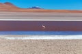 Colored Red Altiplanic Lagoon, a shallow saline lake in the southwest of the Altiplano of Bolivia