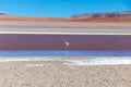 Colored Red Altiplanic Lagoon, a shallow saline lake in the southwest of the Altiplano of Bolivia