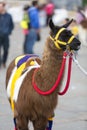 Colored ropes and llama standing in Bolivar Plaza in Bogota Royalty Free Stock Photo