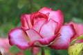 A colored rose shimmering in several colors