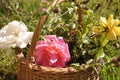 Colored roses basket Royalty Free Stock Photo