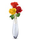 Colored Roses in a glass vase, isolated. Royalty Free Stock Photo