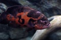 Colored saltfish in an illuminated aquarium