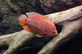 Colored saltfish in an illuminated aquarium