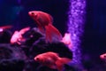 Colored saltfish in an illuminated aquarium