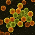 Colored scanning electron micrograph showing clusters of spherical cells. The image Royalty Free Stock Photo