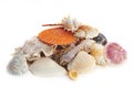 Colored sea cockleshells and starfish Royalty Free Stock Photo