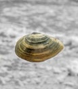 Colored sea shell over sea background, close up, macro