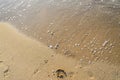 Colored sea shell standing in the golden beach sand, close up Royalty Free Stock Photo