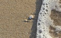 Colored sea shell standing in the golden beach sand near foam water, close up. Royalty Free Stock Photo