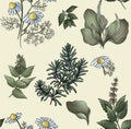 colored seamless pattern plantain, mint, chamomile, rosemary
