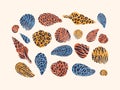 Colored seashell collection. Shells with zebra and leopard pattern. Vector illustration