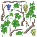 Hand Drawn Grape Branches and Vine Royalty Free Stock Photo