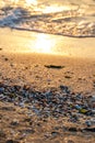 Colored shells in the surf with seaweed and sand at sunset Royalty Free Stock Photo