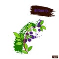 Colored sketch bilberry hand drawing