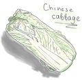 Sketch of chinese cabbage, outline hand painted drawing