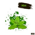 Colored sketch mint leaves