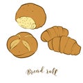 Colored sketches of Bread roll bread