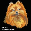 Colored Small Pomeranian vector