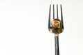 Snail on a fork on a white isolated background Royalty Free Stock Photo