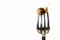 Snail on a fork on a white isolated background Royalty Free Stock Photo