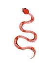Colored snake. Tropical exotic rattlesnake. Dangerous poisonous snake. Hand drawn vector illustration.