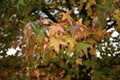 Autumn Sweetgum Tree Foliage