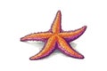 Colored Starfish hand drawn sketch. Vector illustration design