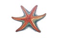 Colored Starfish hand drawn sketch. Vector illustration design