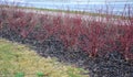 Colored streaks of red and yellow shrubs in a flowerbed mulch bark. above it grow flowering ornamental cherries. Very spring color