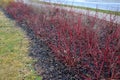 Colored streaks of red and yellow shrubs in a flowerbed mulch bark. above it grow flowering ornamental cherries. Very spring color