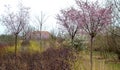 Colored streaks of red and yellow shrubs in a flowerbed mulch bark. above it grow flowering ornamental cherries. Very spring color