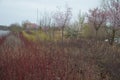 Colored streaks of red and yellow shrubs in a flowerbed mulch bark. above it grow flowering ornamental cherries. Very spring color