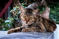 Colored street cat resting in floor table in garden park close up