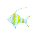 Colored Striped sea fish isolated on a white background.