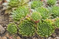 Colored succulents close-up, top view