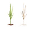 Colored sugarcane grass and outlined sketch of sugar cane. Couple of field plants. Contoured botanical elements. Hand Royalty Free Stock Photo