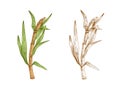 Colored sugarcane stalk with leaves and outlined sketch of sugar cane. Two branches of field plant. Couple of contoured