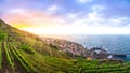 Vineyards of Madeira at sunset, above the municipality of Seixal